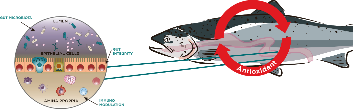 en-visuel-phytosynthese-fish-metabolism-microbiota-antioxidant