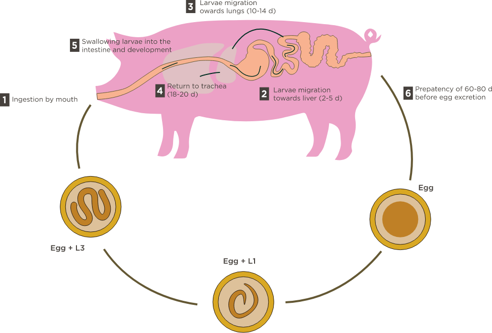 en-visuel-phytosynthese-pig-schema-parasitic