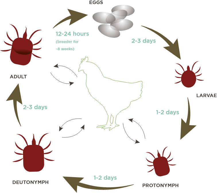 en-visuel-phytosynthese-poultry-parasitic-red-mites