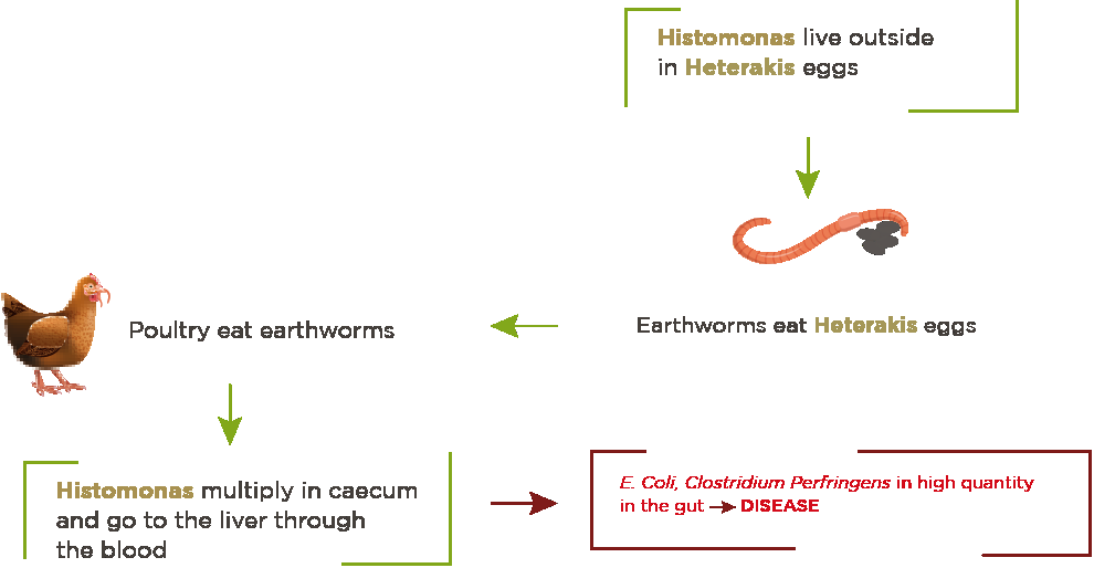 en-visuel-phytosynthese-poultry-parasitic-worms