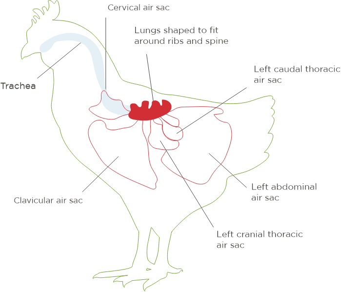 en-visuel-phytosynthese-poultry-respiratory
