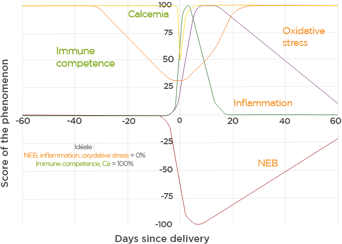 en-visuel-phytosynthese-ruminant-metabolism