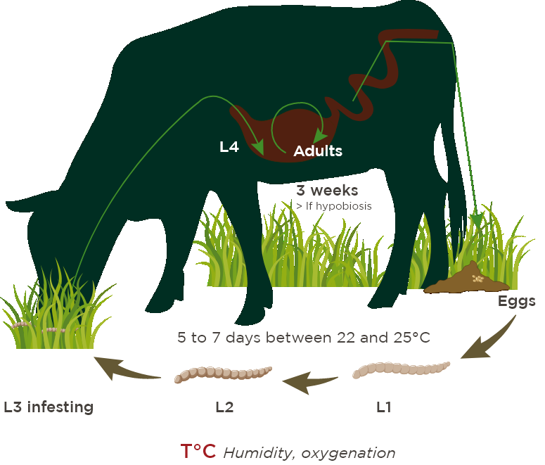 en-visuel-phytosynthese-ruminant-parasitism