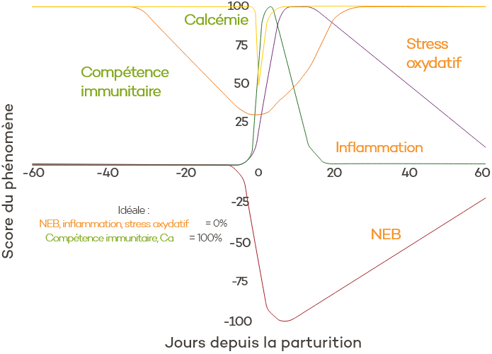 fr-visuel-phytosynthese-ruminant-metabolisme