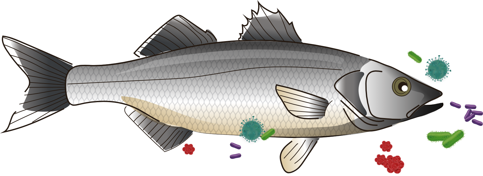 visuel-phytosynthese-poisson-digestif-bacteries